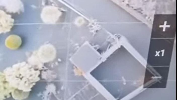 Sobrevuelo de dron con cámara térmica sobre la zona en la que fueron visto por última vez los podencos cercados por la lava en La Palma