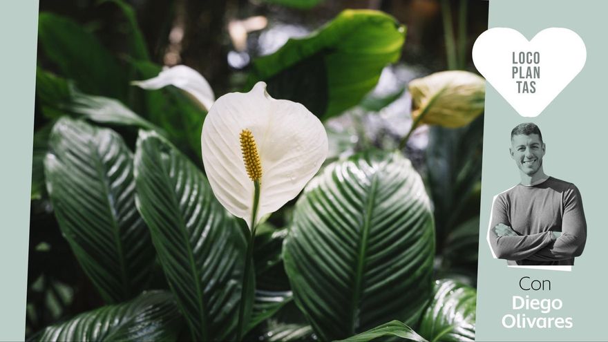Siete plantas de interior (muy fáciles de cuidar) que te ayudarán a purificar el aire de casa
