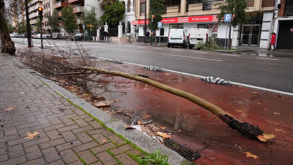 Árboles y ramas caídas tras el paso por Córdoba de la borrasca Kristin