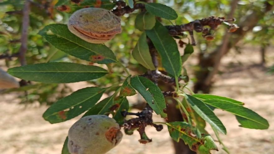 Indemnizaciones de 2,39 millones de euros a cultivos de frutos secos por los siniestros ocurridos en 2020 en la región