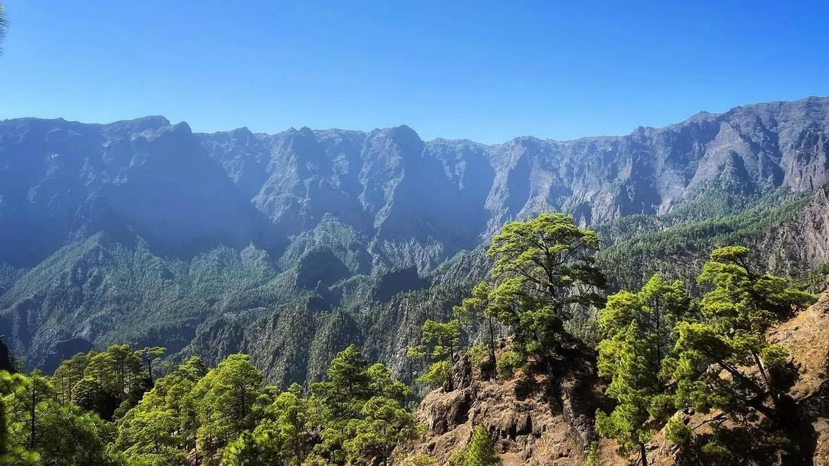Transición Ecológica abre la consulta pública del anteproyecto de la Ley de Montes de Canarias