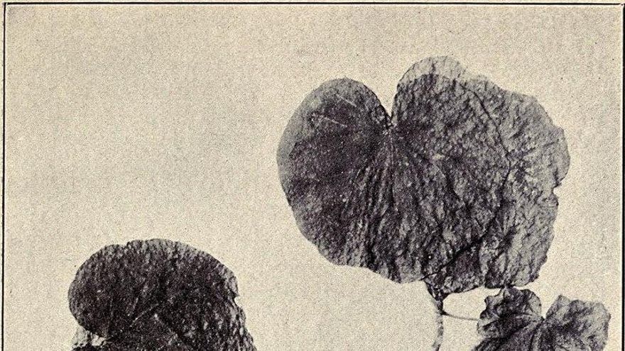 Una exposición en A Coruña permite oler gracias a la inteligencia artificial la flor de un árbol extinguido hace un siglo
