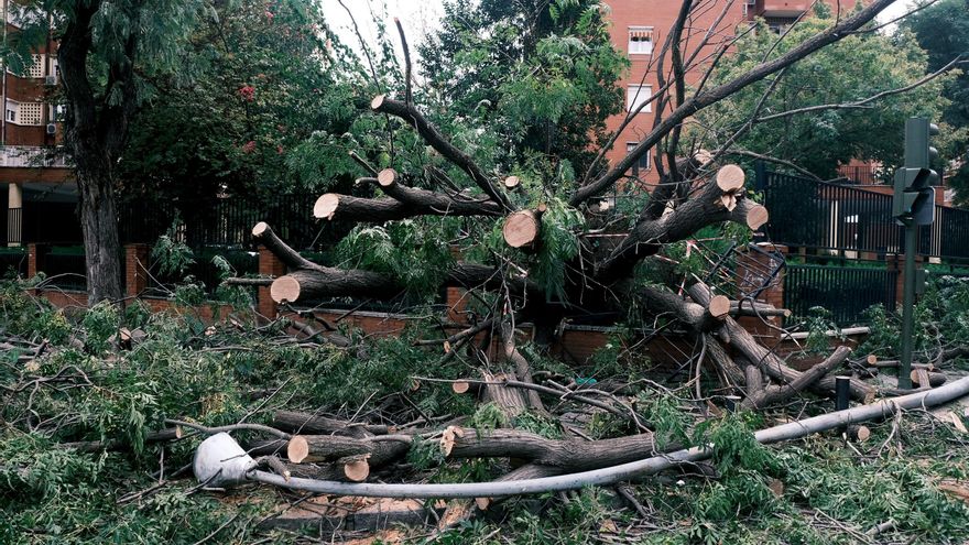 Después de la tormenta se han tenido que podar numerosos árboles para evitar más caídas de ramas