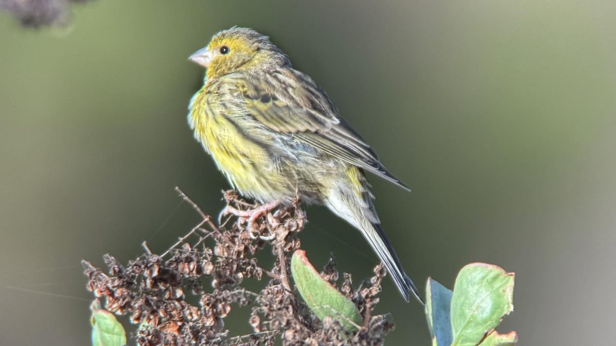 El canario: el pájaro que el mundo conoce en una jaula (II)