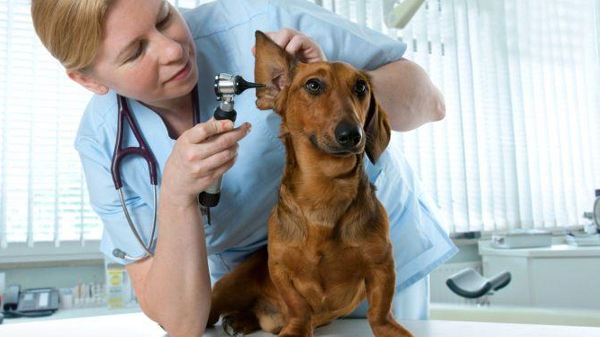 PSOE, Vox y UPE rechazan la nueva rebaja del IRPF de Guardiola, pero el PP logra la deducción por los gastos veterinarios