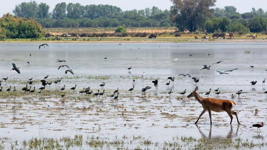 Sobre Doñana y la felicidad
