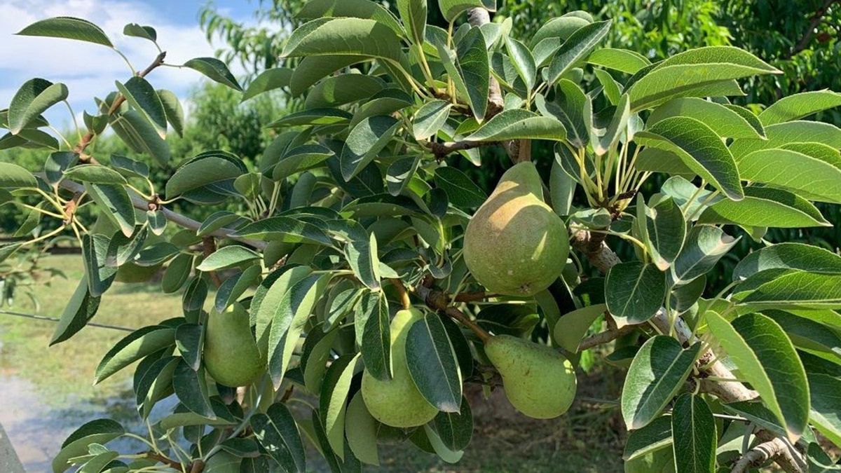 Aragón activa 500.000 euros en ayudas contra el fuego bacteriano en perales y membrilleros