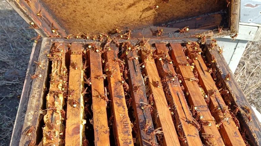 El incremento de avispones orientales en Córdoba dispara la alerta de su amenaza