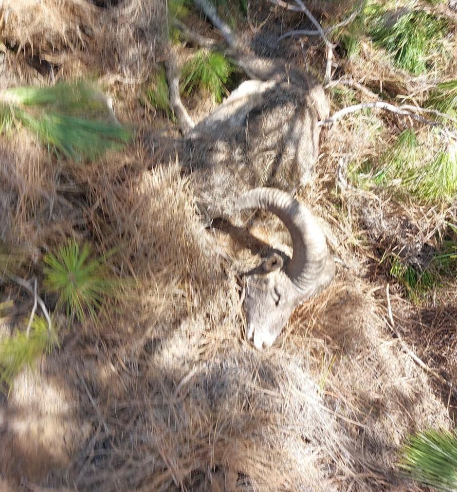 Ocultaron al animal entre ramas 