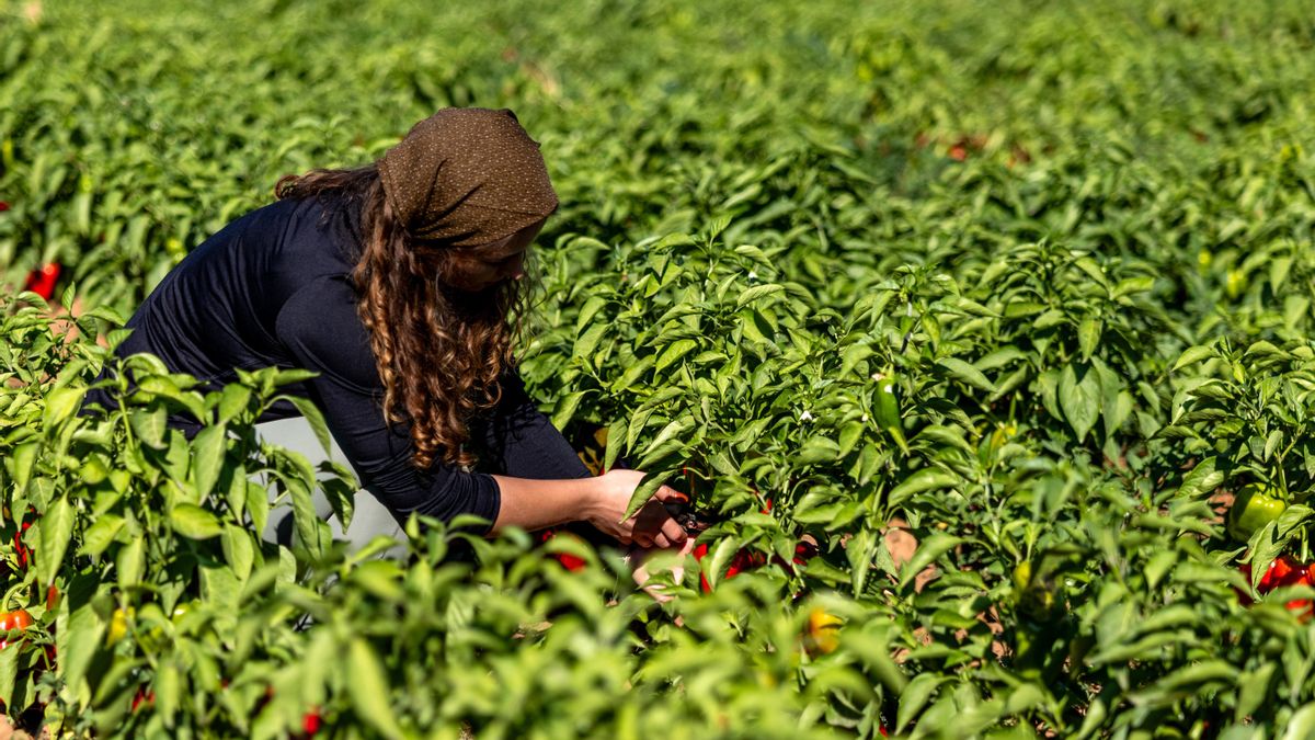 Plantación de pimientos La Bercianita