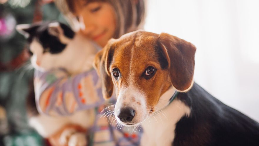 Nuevo reglamento de la UE para proteger a perros y gatos: ¿qué cambia respecto a nuestra ley de bienestar animal?