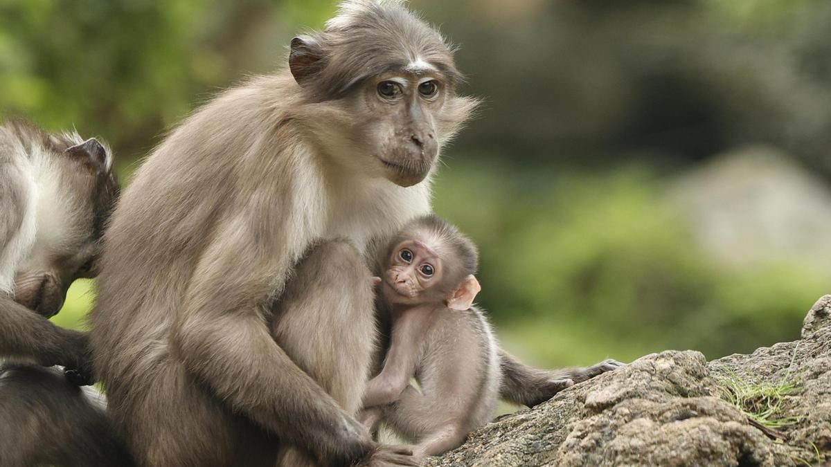 Endangered Mangabey Born at Bioparc Valencia
