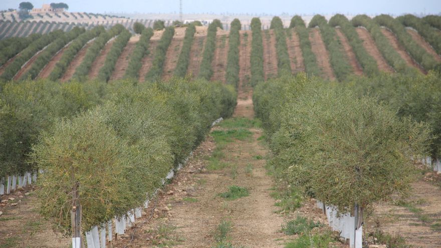 Olivos que esquilman el agua milenaria o cómo abrir la puerta al avance de la desertificación en España