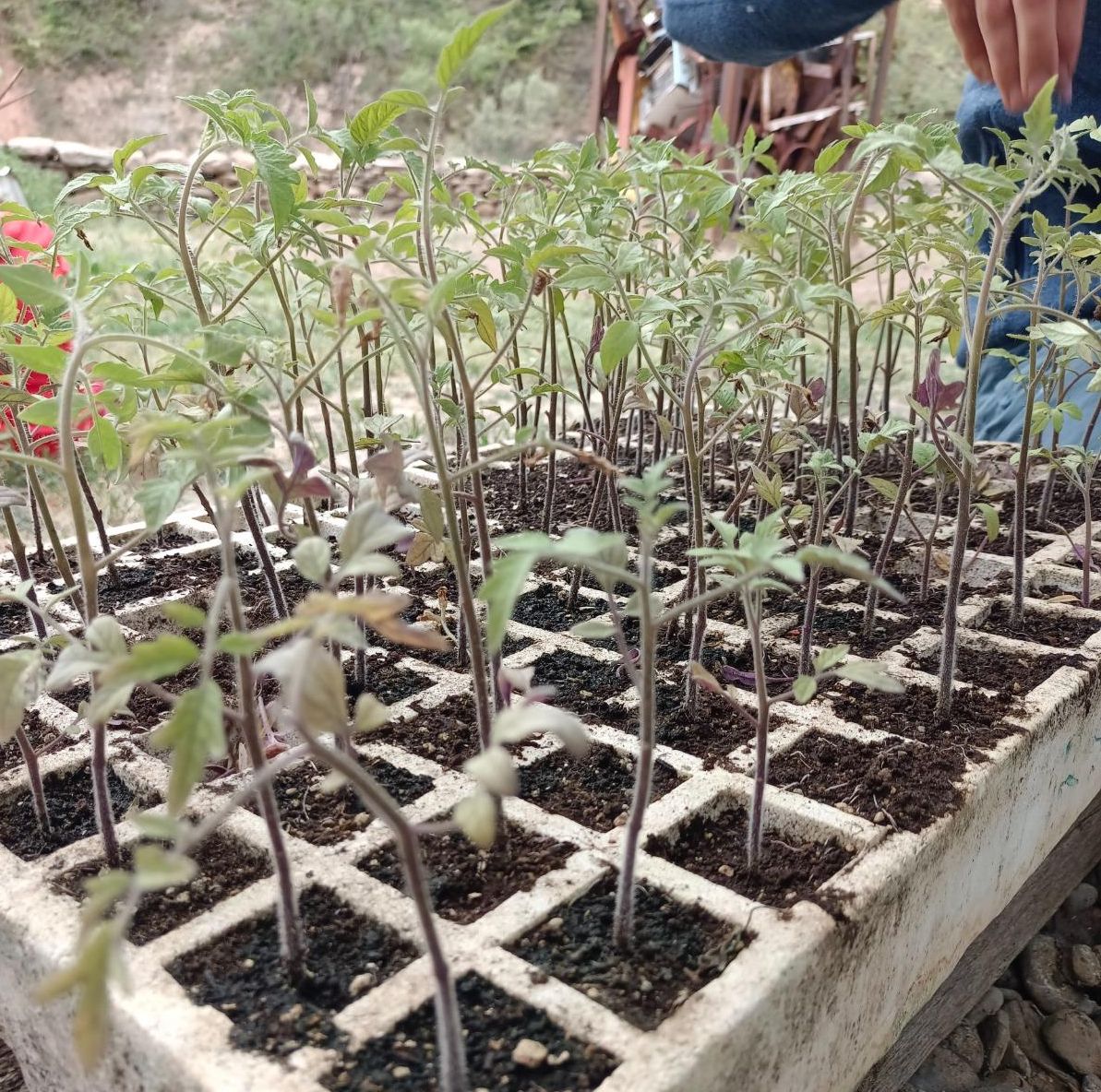 Plantero con las semillas recuperadas