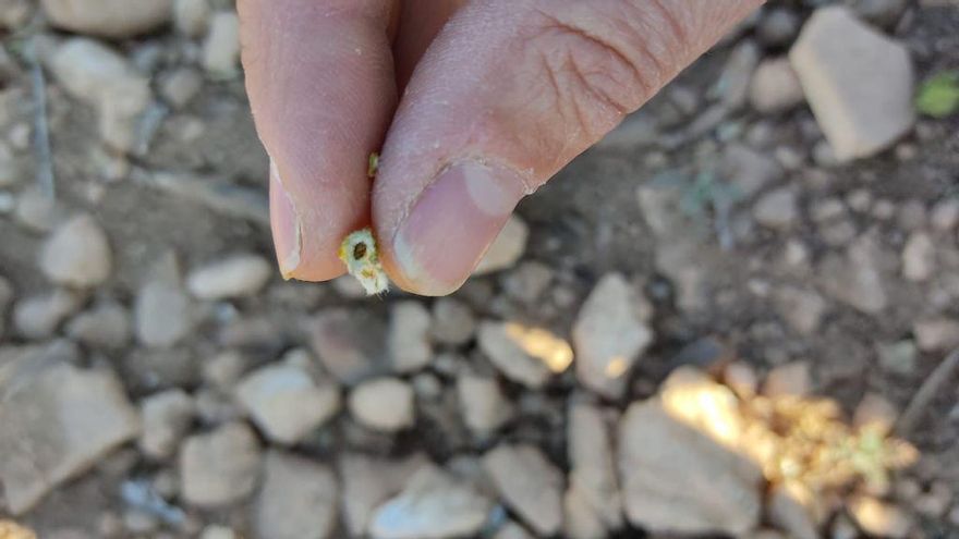 Las heladas del pasado fin de semana han causado daños importantes en frutales en La Manchuela y zonas de Toledo
