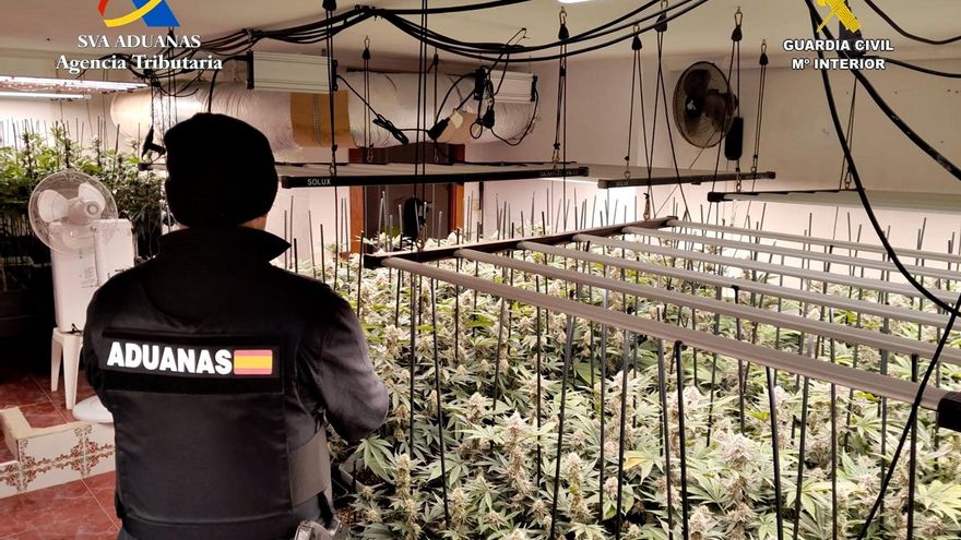 Desmantelan en un pueblo de Guadalajara una plantación ilegal de marihuana con más de 600 macetas