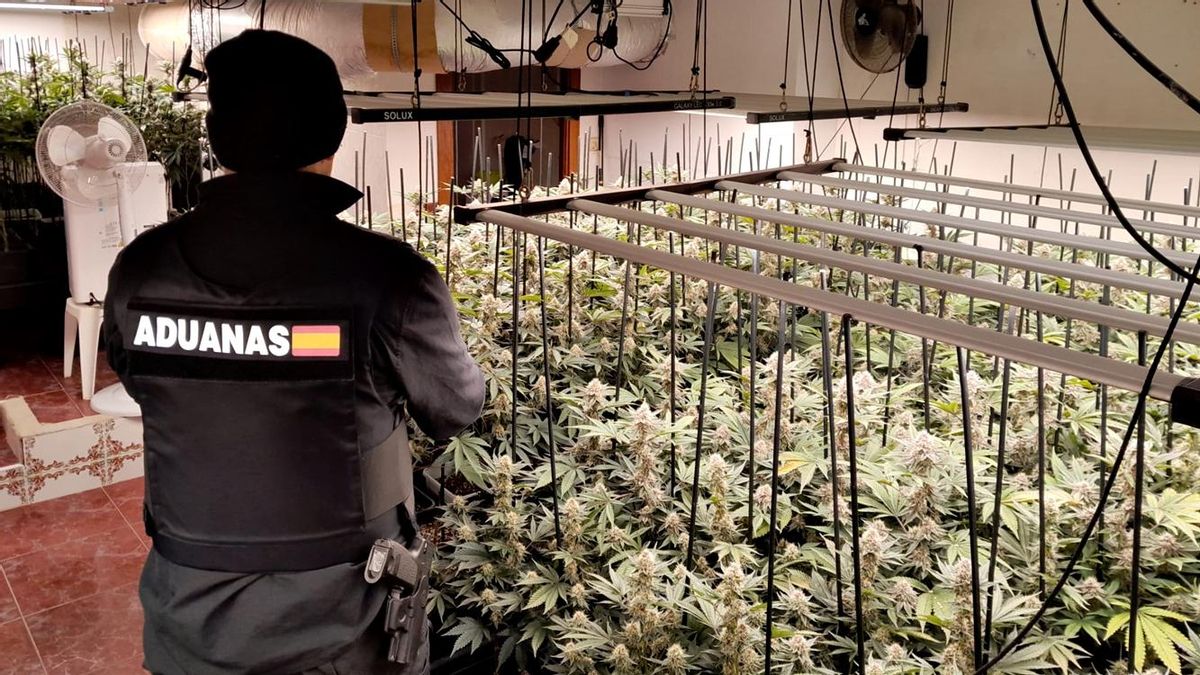 Desmantelan en un pueblo de Guadalajara una plantación ilegal de marihuana con más de 600 macetas