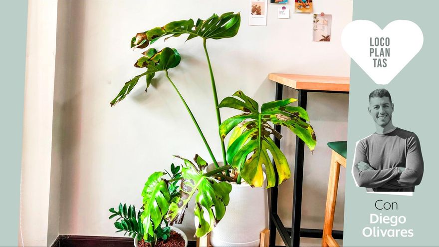 ¿Cómo saber si las puntas de las hojas de tus plantas se han secado por exceso o por falta de agua?