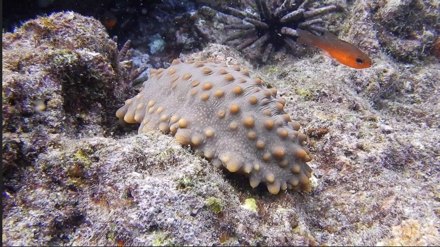 Ecuador abre la pesca controlada de pepinos de mar en una reserva de Galápagos