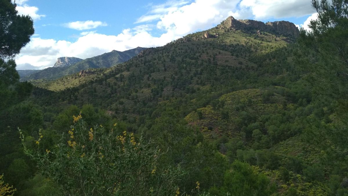 El Gobierno regional diseña un proyecto para preservar la flora protegida y los árboles monumentales de Sierra Espuña