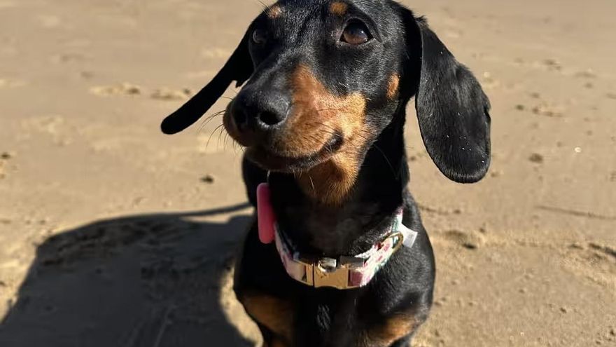 Una perrita salchicha sobrevive más de un año rodeada de depredadores en una isla inhóspita de Australia y todavía no la han podido rescatar