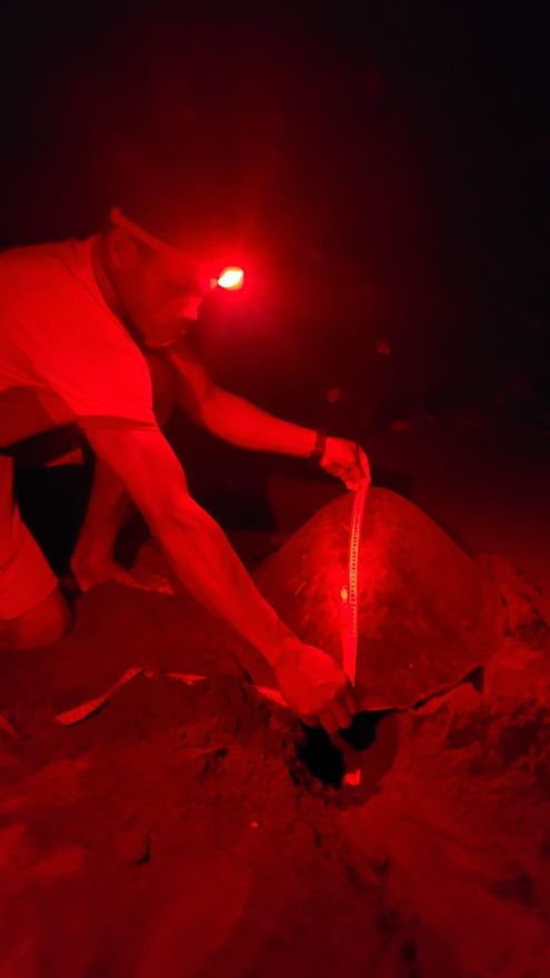Las comunidades de Nuquí miden la caparazón de las tortugas que anidan para llevar un registro y compartir la información con las autoridades ambientales. Foto: cortesía Lander Murillo, comunidad de Coqui