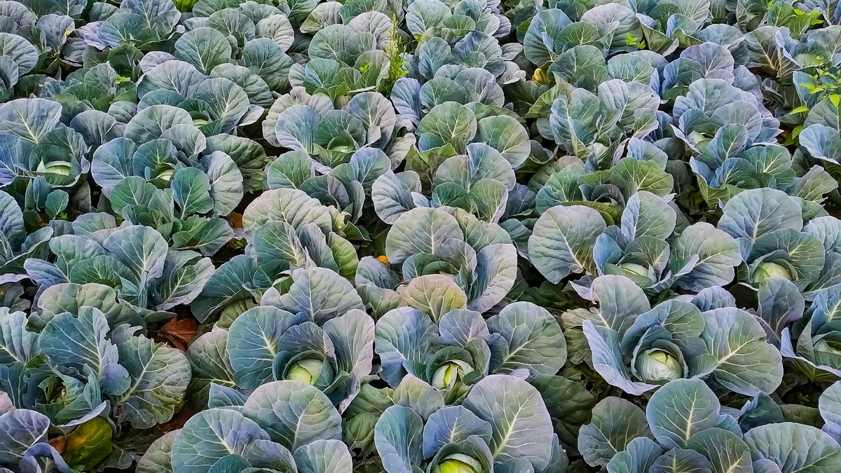 Las variedades tempranas de repollo pueden estar listas para su recolecta en 70 días.