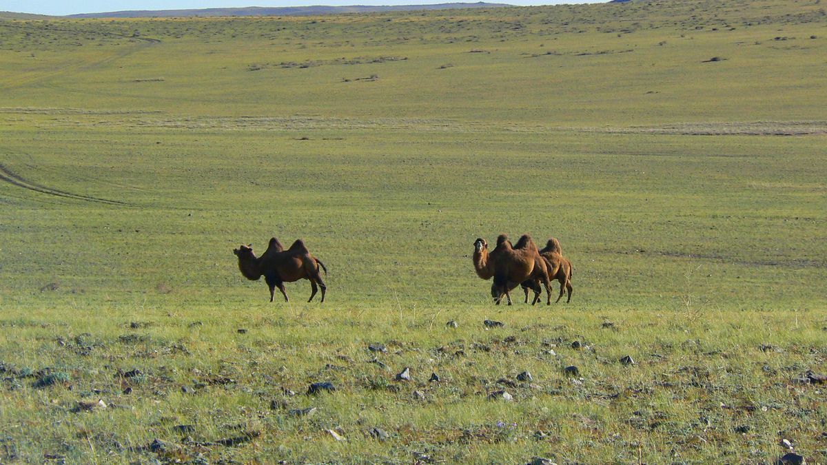 El proyecto sustituyó especies que no resistían el clima y elevó la superficie forestal durante décadas