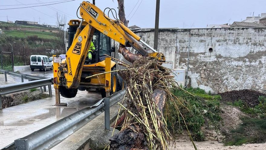 Retirada de un árbol en arroyo marbella, en Baena.