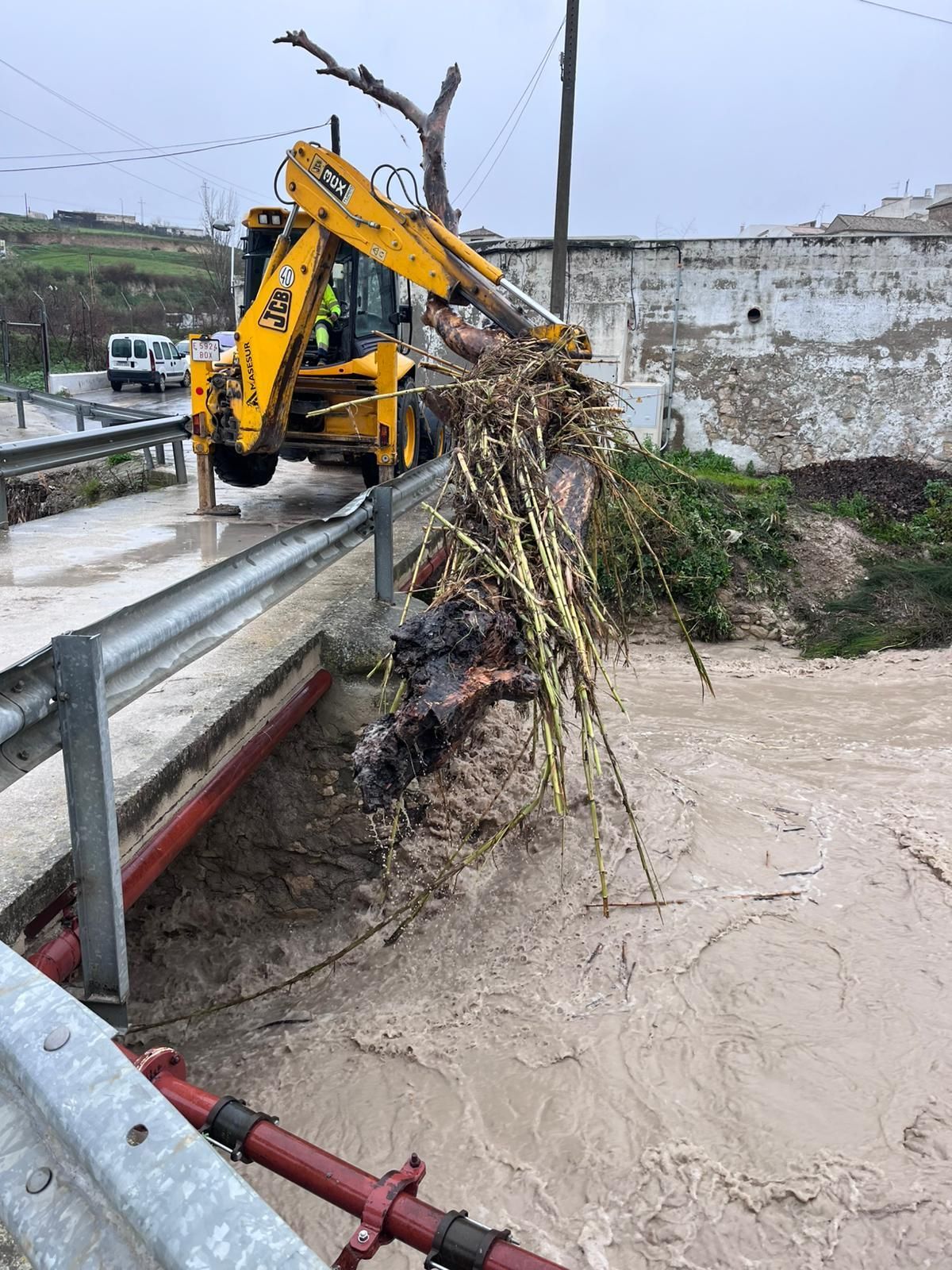 Retirada de un árbol en arroyo marbella, en Baena.