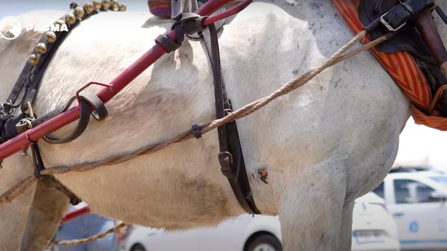 ¿Por qué siguen muriendo caballos en El Rocío cada año?
