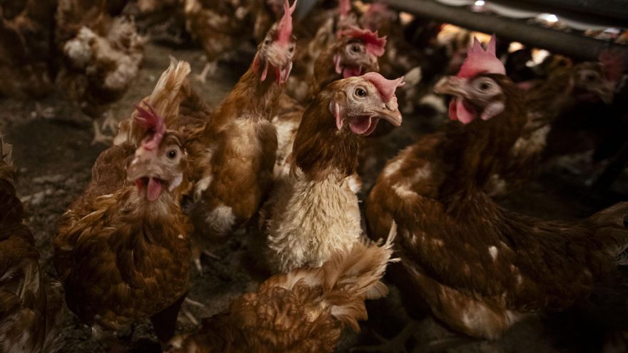 El veterinario de la macrogranja de los horrores es también su gerente y pasa a ser investigado por el Colegio Profesional