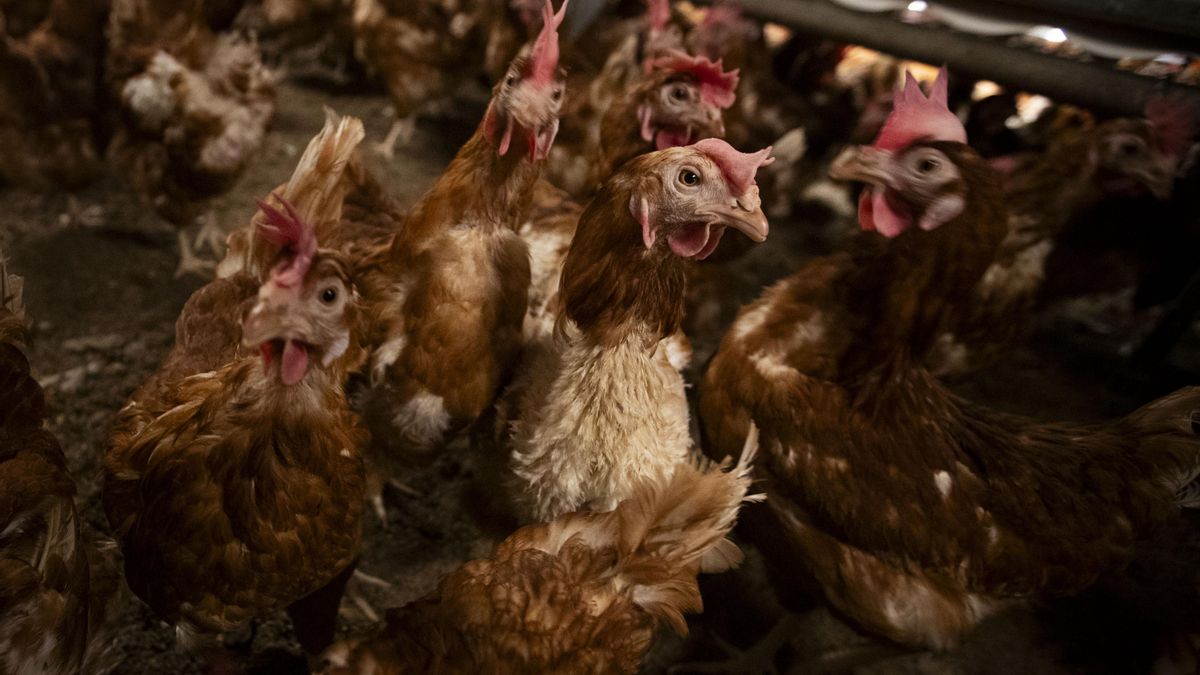 El veterinari de la macrogranja dels horrors és també el seu gerent i passa a ser investigat pel Col·legi Professional