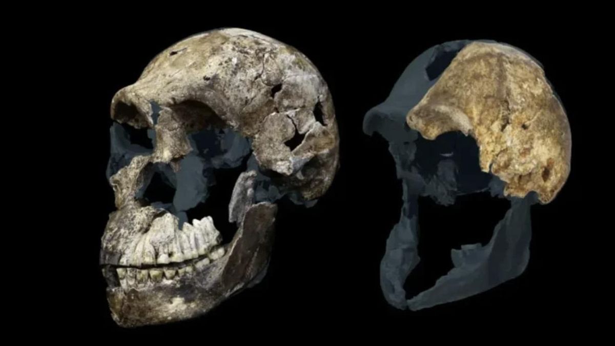 El Homo naledi suma un nuevo misterio: los últimos hallazgos solo identifican restos de mujeres