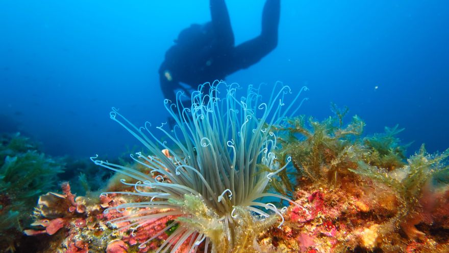 Las altas temperaturas amenazan los corales, el hábitat del 20% de las especies del Mediterráneo