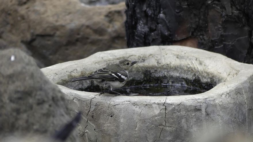 Daños ocasionados por el incendio forestal de La Palma en el municipio de Tijarafe. EFE/Miguel Calero