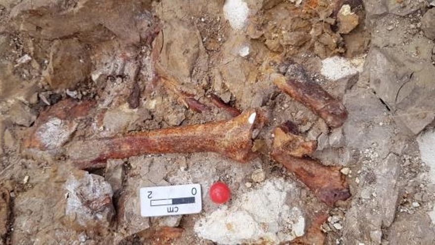 Fósiles de mamíferos que vivieron hace cuatro millones de años hallados "a un paso" de la ciudad de Teruel