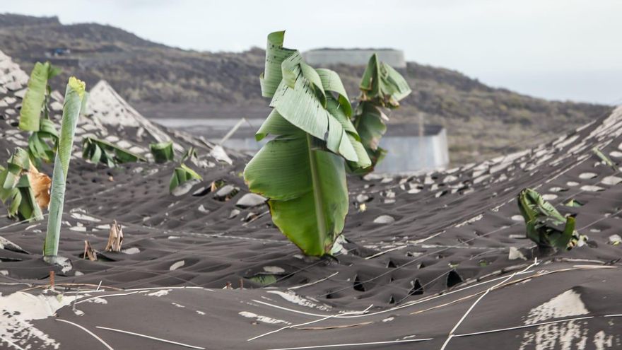 La lluvia y la acumulación de ceniza pueden provocar el desplome de invernaderos en La Palma
