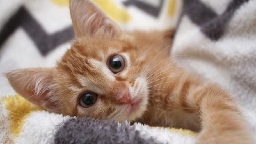 Las tres razones principales por las que deberías sí o sí esterilizar a tu gato o gata