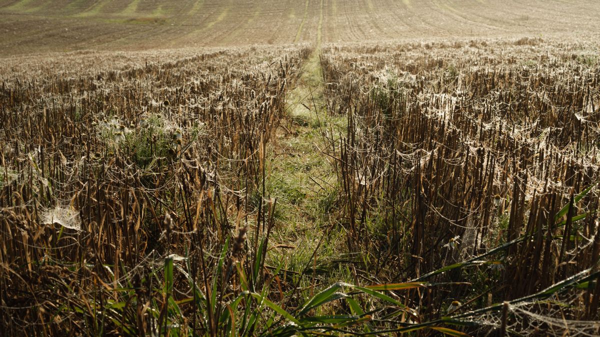 ¿Hasta dónde conviene confiar en un chatbot con inteligencia artificial? Un agricultor perdió sus cosechas tras seguir sus indicaciones