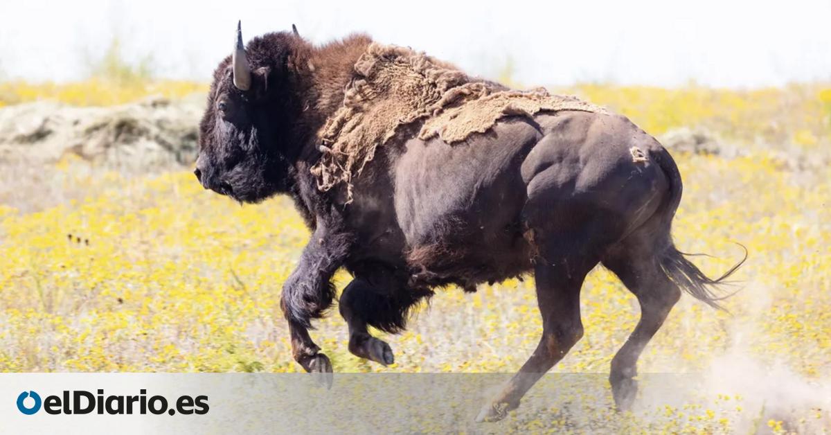 Los bisontes están devolviendo la fertilidad al suelo de Yellowstone y la ciencia acaba de demostrarlo