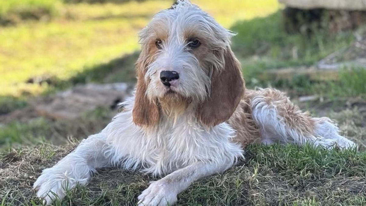 La incansable lucha de Rimbo, el perro que fue rescatado con sus patas deformes y que ahora busca una familia