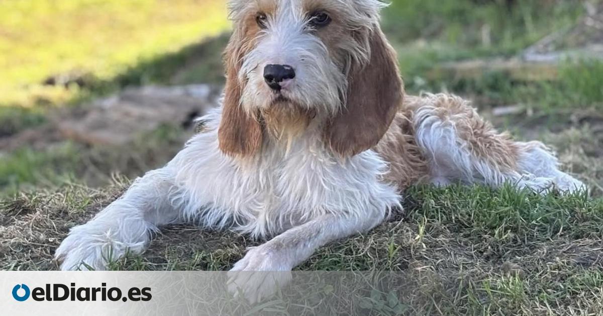 La incansable lucha de Rimbo, el perro que fue rescatado con sus patas deformes y que ahora busca una familia