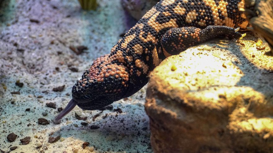 Algunos de los animales más letales del planeta llegan a Gijón de la mano del Bioparc Acuario de Gijón