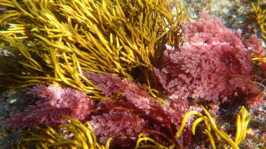 La costa gallega ha registrado por primera vez la llegada de esta macroalga invasora tropical
