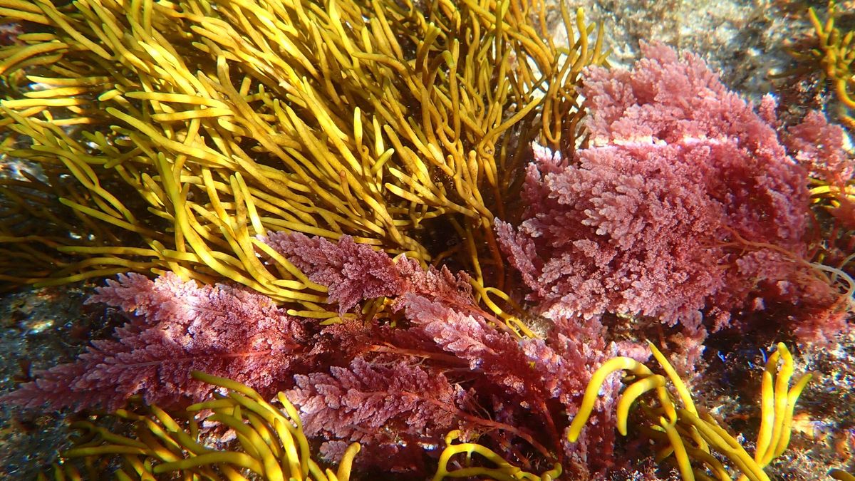 La costa gallega ha registrado por primera vez la llegada de esta macroalga invasora tropical
