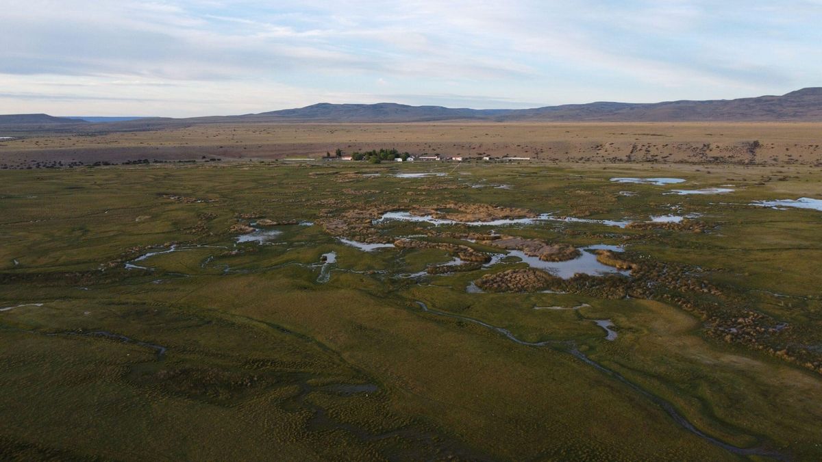 La estancia La Angostura, donde habita la principal población de gallinetas chica en Argentina, se encuentra alejada de los centros urbanos. En medio de la estepa patagónica, los juncales son oasis de biodiversidad. Foto: cortesía Ignacio Roesler