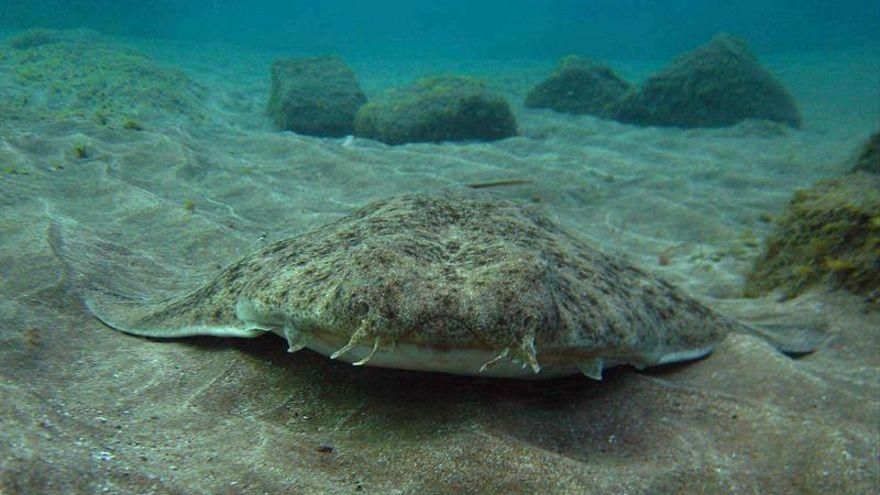 Canarias, el “último bastión” del tiburón angelote, en peligro de extinción en todo el mundo
