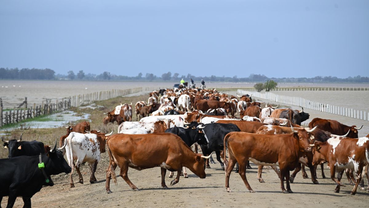 The Doñana use plan allows only 850 head of cattle to be in the marsh.