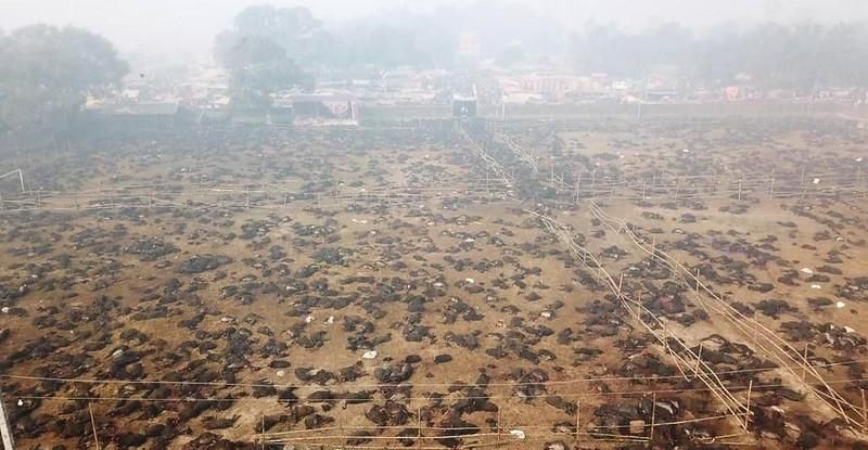 Matanza ritual en el Festival Gadhimai, Nepal